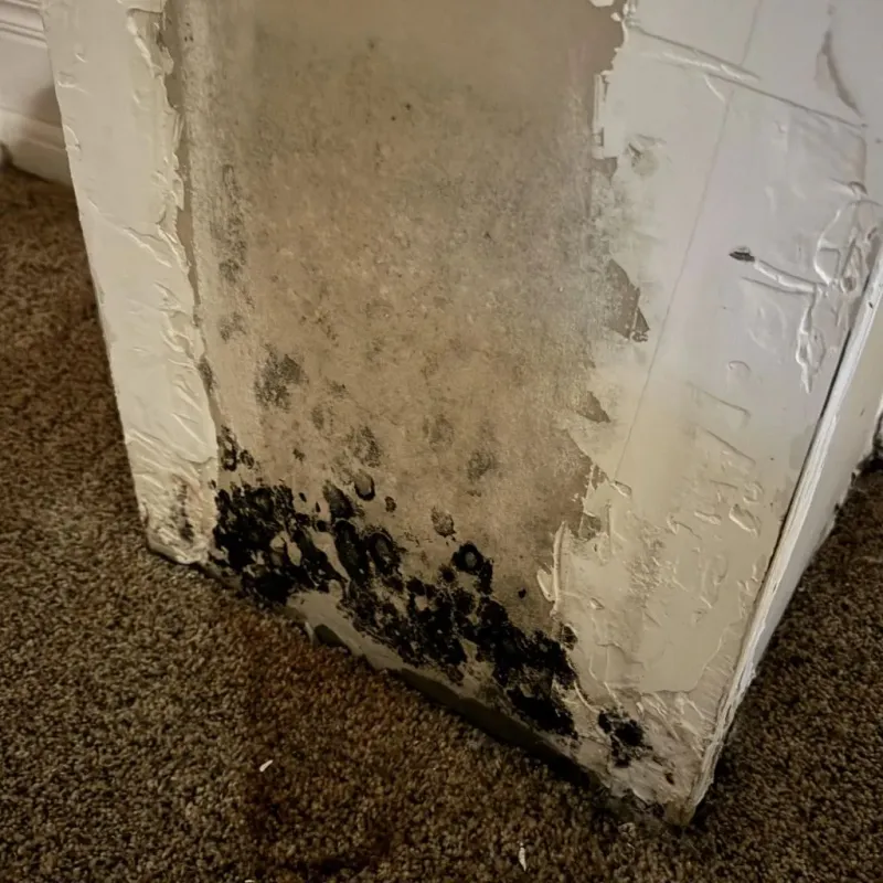 Professional Mold Removal in Italy, TX